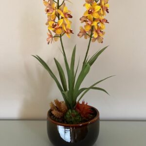 Orquídea e Suculentas