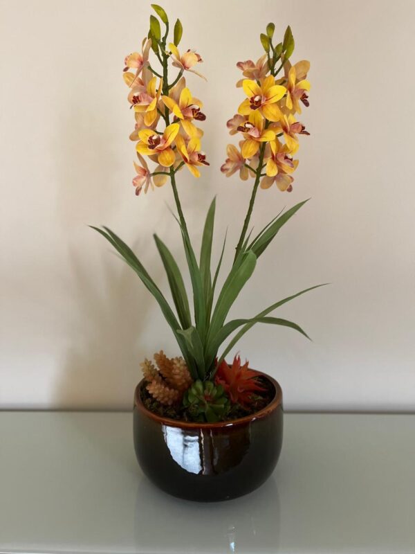 Orquídea e Suculentas