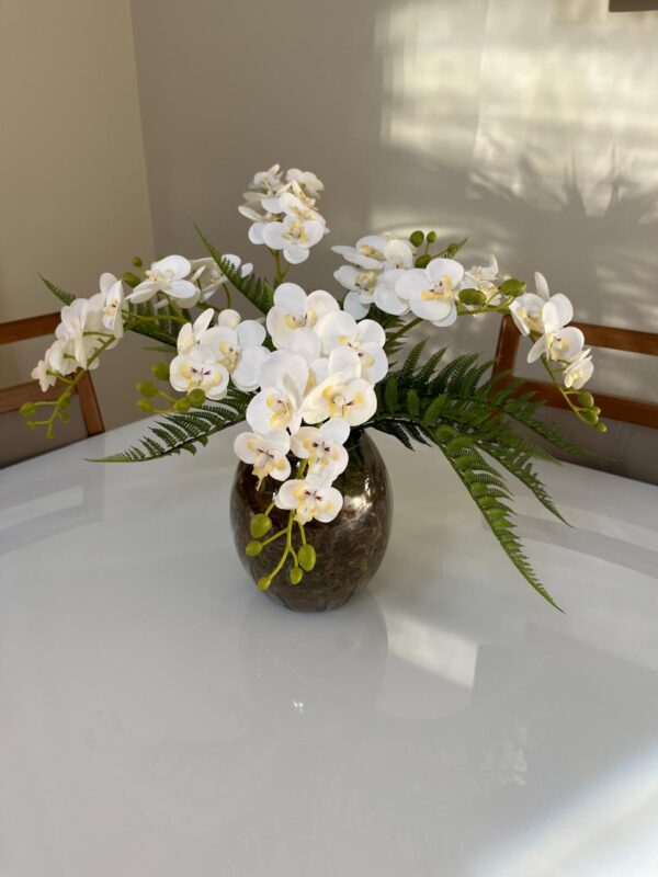 Orquídeas com Samambaia