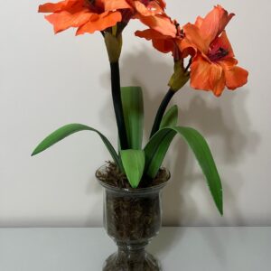 Amarílis Laranja Vaso Vidro