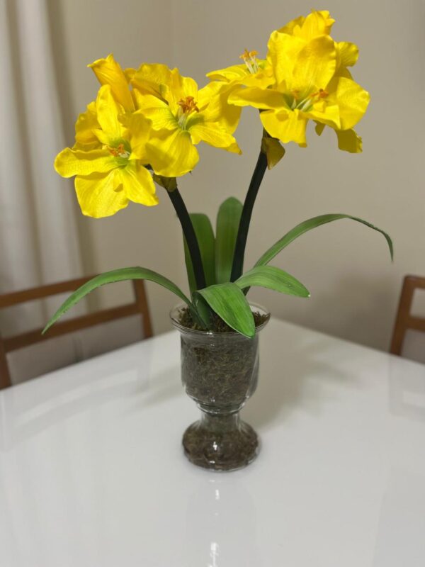 Amarílis Amarelo Vaso Vidro