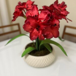 Amarílis Vermelho Vaso Branco