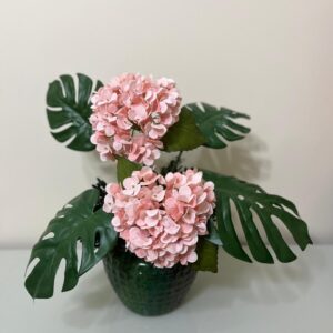 Hortênsias cor de rosa, Costela de Adão no vaso de cerâmica verde