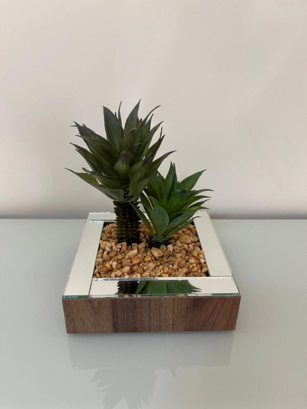 Suculentas Agave no vaso de MDF espelhado