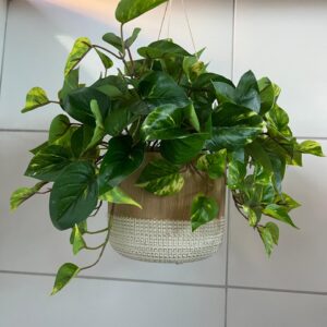Jiboia no vaso de cerâmica dourado e branco de pendurar