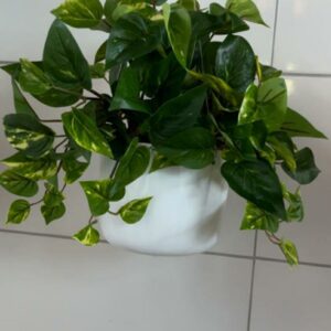 Jiboia no vaso de Cerâmica Branco de pendurar