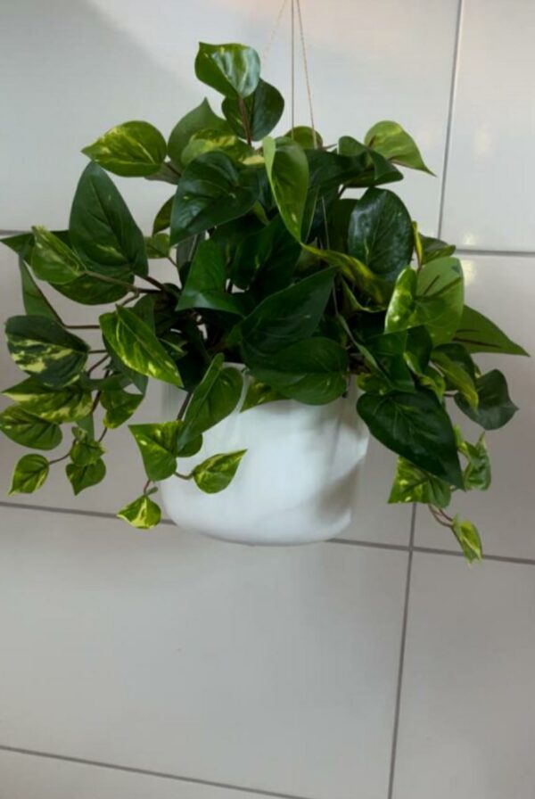 Jiboia no vaso de Cerâmica Branco de pendurar