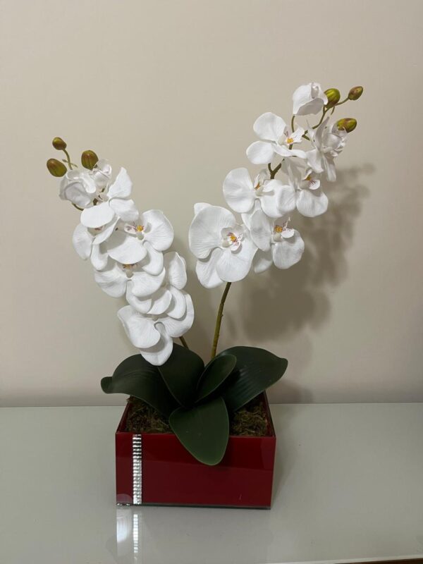 Orquídeas Brancas no vaso laqueado vermelho
