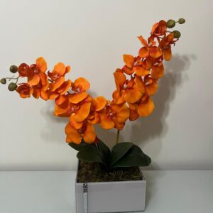 Orquídeas laranja no vaso laqueado off White